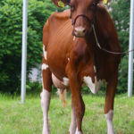 Holstein RW