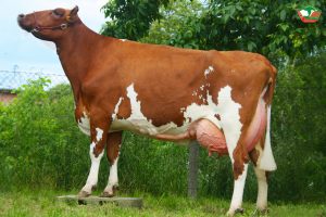 Red and white holstein dairy cattle