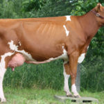 Holstein RW
