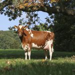 Krowa holsztyno-fryzyjska